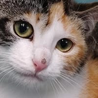 SELYN, chatte à adopter