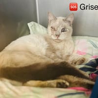 GRISETTE, chatte à adopter