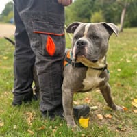 Narcos OAA19850, chien à adopter