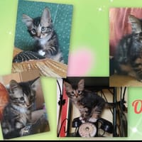 OSIANA, chatte à adopter