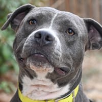 ULA, chienne à adopter