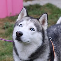 SAIAN, chien à adopter