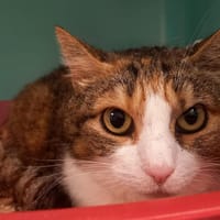 MERLOT QCT, chatte à adopter
