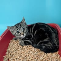 MOÏSE, chat à adopter
