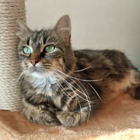 PAB27758 BOUNTY, chatte à adopter