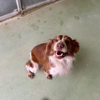 OLAF, chien à adopter