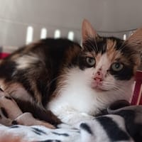 Mana, chatte à adopter