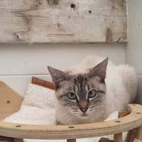Jeanne, chatte à adopter