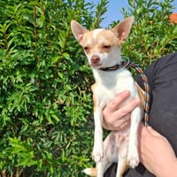 Uno, chien à adopter