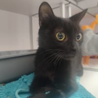 Krokmie, chatte à adopter