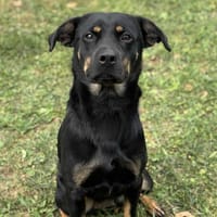 Ninon CAA13951, chienne à adopter