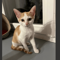 CLOCHETTE, chatte à adopter