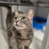 BONUS(réservé), chat à adopter