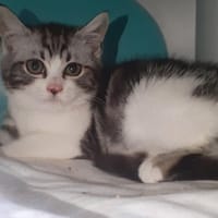 Croquant, chat à adopter