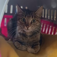Myst, chatte à adopter