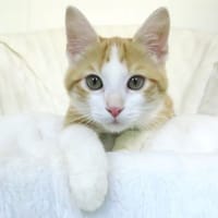 Adibou, chat à adopter