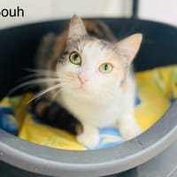 Bouh, chatte à adopter