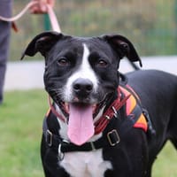 DAISY, chienne à adopter