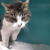 PRELOU CT, chat à adopter
