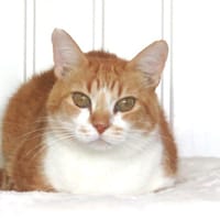 Ponpon, chat à adopter