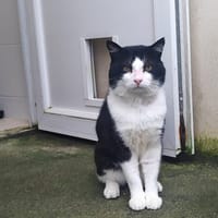 Nelson, chat à adopter