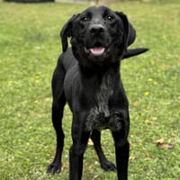 Blister CAA13952, chien à adopter