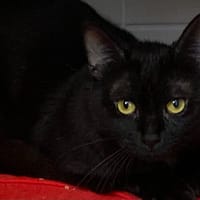 APOLLO, chat à adopter