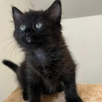 KITKAT PAB27760 (Duo avec Mars PAB27759), chatte à adopter