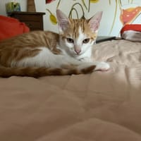 NOISETTE, chat à adopter