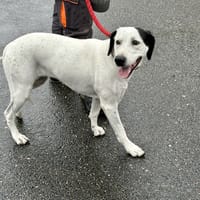 ORA, chienne à adopter