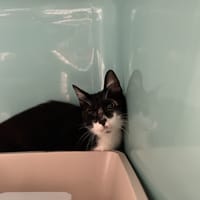 KIKINOU, chat à adopter