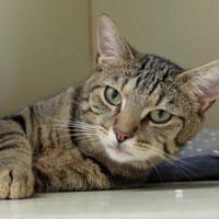 ATLAS PAB27757, chat à adopter
