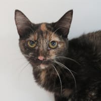 0 TUTTI, chatte à adopter