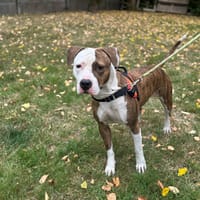 Skye OAA19851, chienne à adopter