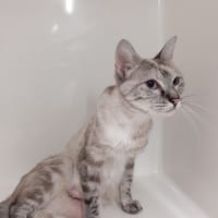 LOLA, chatte à adopter