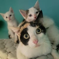Pistochette, chatte à adopter