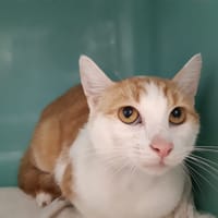 SPEEDOU CT, chat à adopter