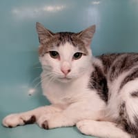 ANATOL, chat à adopter