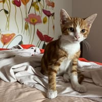 POMPON, chat à adopter