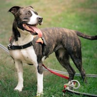 RHODA, chienne à adopter