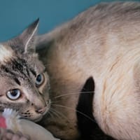 GALIPETTE, chatte à adopter
