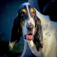 Kiko, chien à adopter