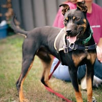 NOCTIS, chien à adopter