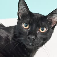 ORPHEE, chat à adopter