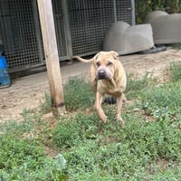 BOURRICOT, chien à adopter