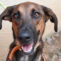 YUJI, chien à adopter