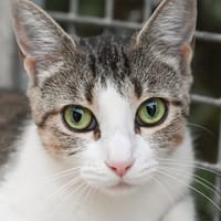 CHARLIE, chatte à adopter