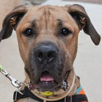 SULTAN dit SIMBA, chien à adopter