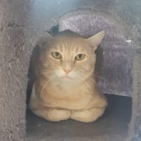 LATTE CT, chat à adopter