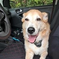 Rodolphe, chien à adopter